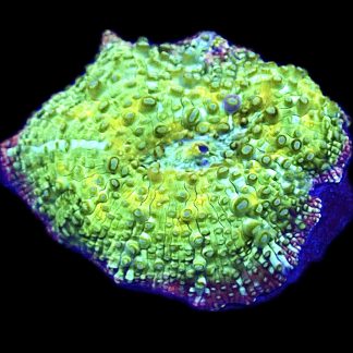 WYSIWYG A26 Ultra Discosoma Mushroom