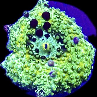 WYSIWYG A27 Ultra Discosoma Mushroom