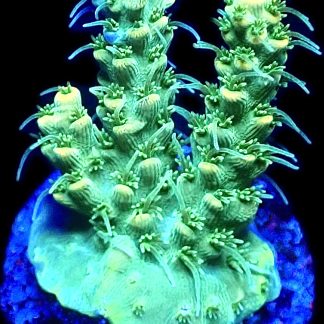 WYSIWYG M10 Hairy Acropora Selago