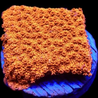 WYSIWYG M28 Sherbet Fizz Montipora Frag