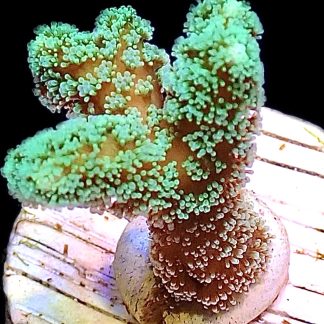 WYSIWYG M40 Fibre Optic Seriatopora Frag