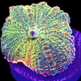 WYSIWYG A18 Ultra Rhodactis Mushroom