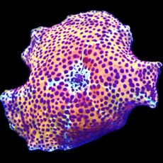WYSIWYG A19 Ultra Discosoma Mushroom