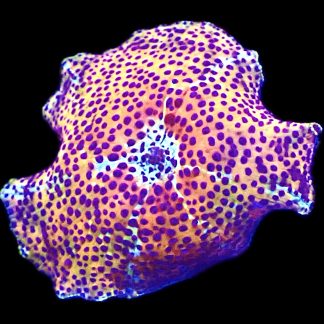 WYSIWYG A19 Ultra Discosoma Mushroom