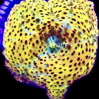 WYSIWYG A20 Ultra Discosoma Mushroom