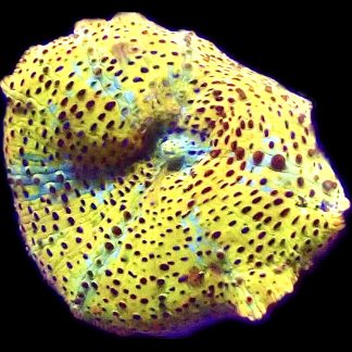 WYSIWYG A21 Ultra Discosoma Mushroom