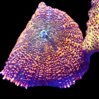 WYSIWYG A25 Ultra Rhodactis Mushroom