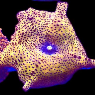 WYSIWYG A28 Ultra Discosoma Mushroom