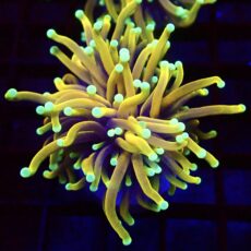 WYSIWYG Ultra Dragon Soul Gold Torch Euphyllia 14
