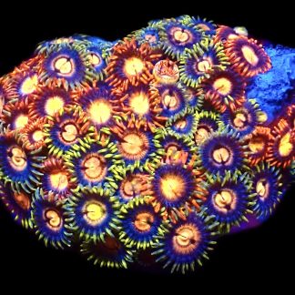 WYSIWYG  Zoanthid Frag C65