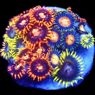 WYSIWYG  Zoanthid Frag C66