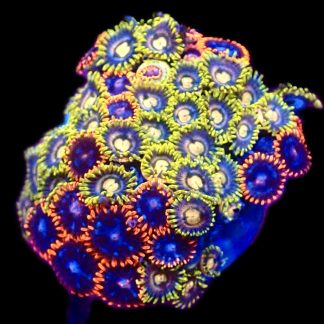 WYSIWYG  Zoanthid Frag C67