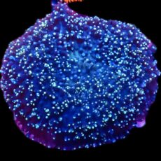 Large Purple / Lime Frilly Mushroom