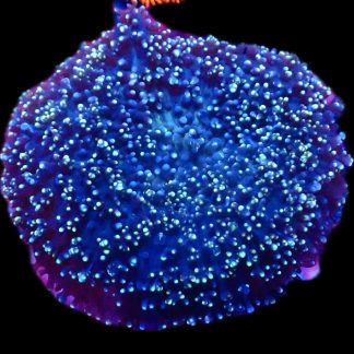 Large Purple / Lime Frilly Mushroom