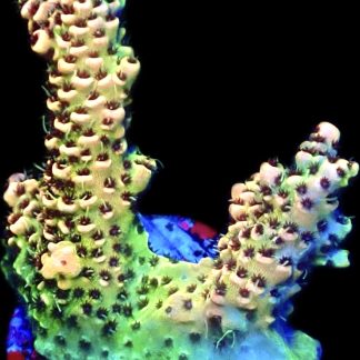 WYSIWYG 8F Rainbow Millepora Frag