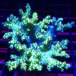 WYSIWYG Neon Finger Leather Soft Coral Colony A1