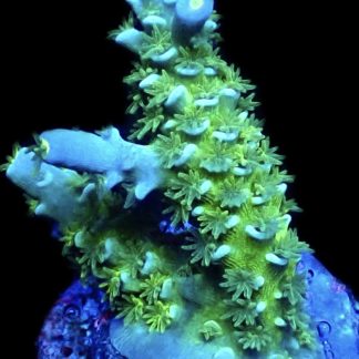 WYSIWYG 11D Acropora Rainbow Tenius