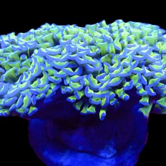 WYSIWYG Ultra Bicolour Walling Hammer Colony Extra Large