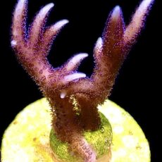 WYSIWYG M31 Bright Pink Hysterix Frag