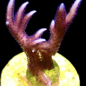 WYSIWYG M31 Bright Pink Hysterix Frag