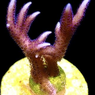 WYSIWYG M31 Bright Pink Hysterix Frag