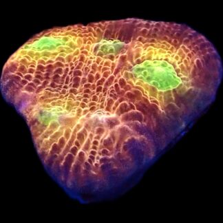 WYSIWYG  A2 Tropicana Chalice Frag