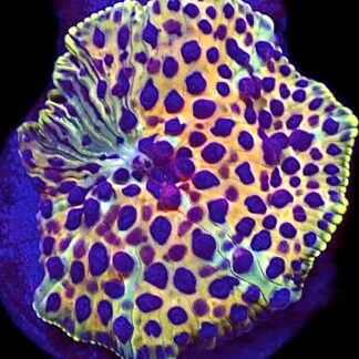 WYSIWYG A1 Ultra Discosoma Mushroom