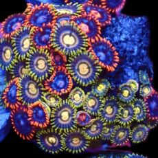 WYSIWYG  Zoanthid Frag C44