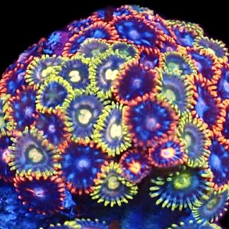 WYSIWYG  Zoanthid Frag C67