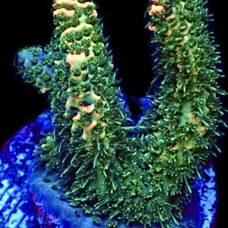 WYSIWYG 26D Sunset Millepora Frag