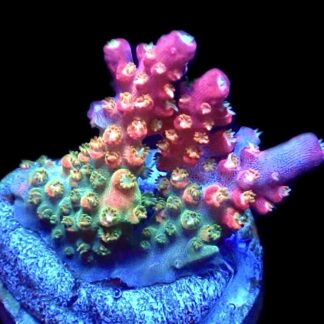 WYSIWYG 23D Rainbow Paletta Acropora