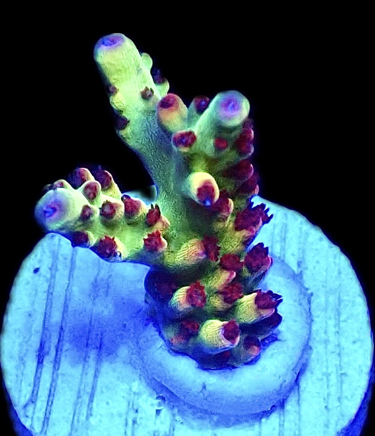 WYSIWYG 21G Berries And Cherries Acropora Frag