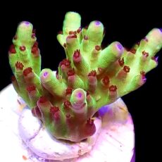 WYSIWYG 21D Berries And Cherries Acropora Frag