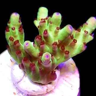 WYSIWYG 21D Berries And Cherries Acropora Frag