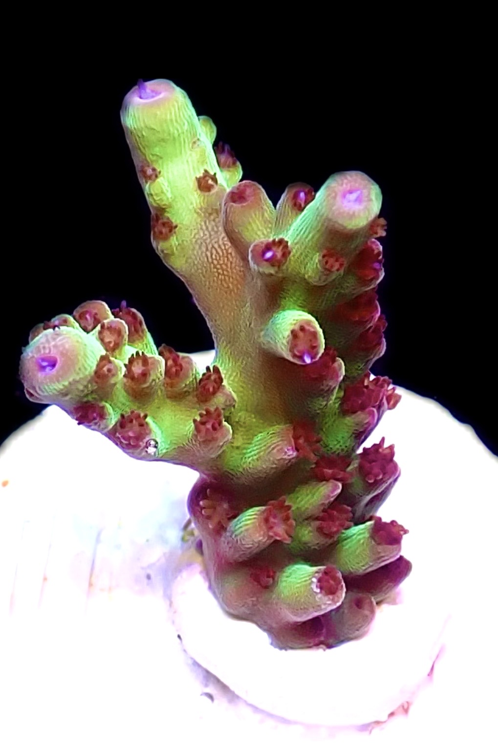 WYSIWYG 21G Berries And Cherries Acropora Frag - Image 2