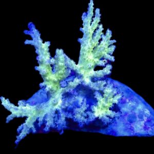 WYSIWYG Neon Finger Leather Soft Coral Colony A1