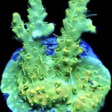 WYSIWYG 12C Hairy Acropora Lemon Selago