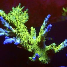 WYSIWYG 83 Ice Cap Acropora Colony ( 110mm )