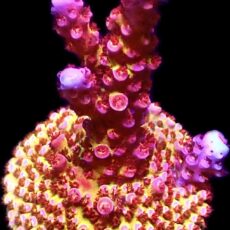 WYSIWYG 24G Ultimate PC Rainbow Acropora Frag Large