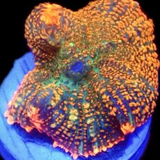 WYSIWYG Ultra Rhodactis Mushroom A53