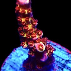 WYSIWYG 14H Ultimate PC Rainbow Acropora Frag