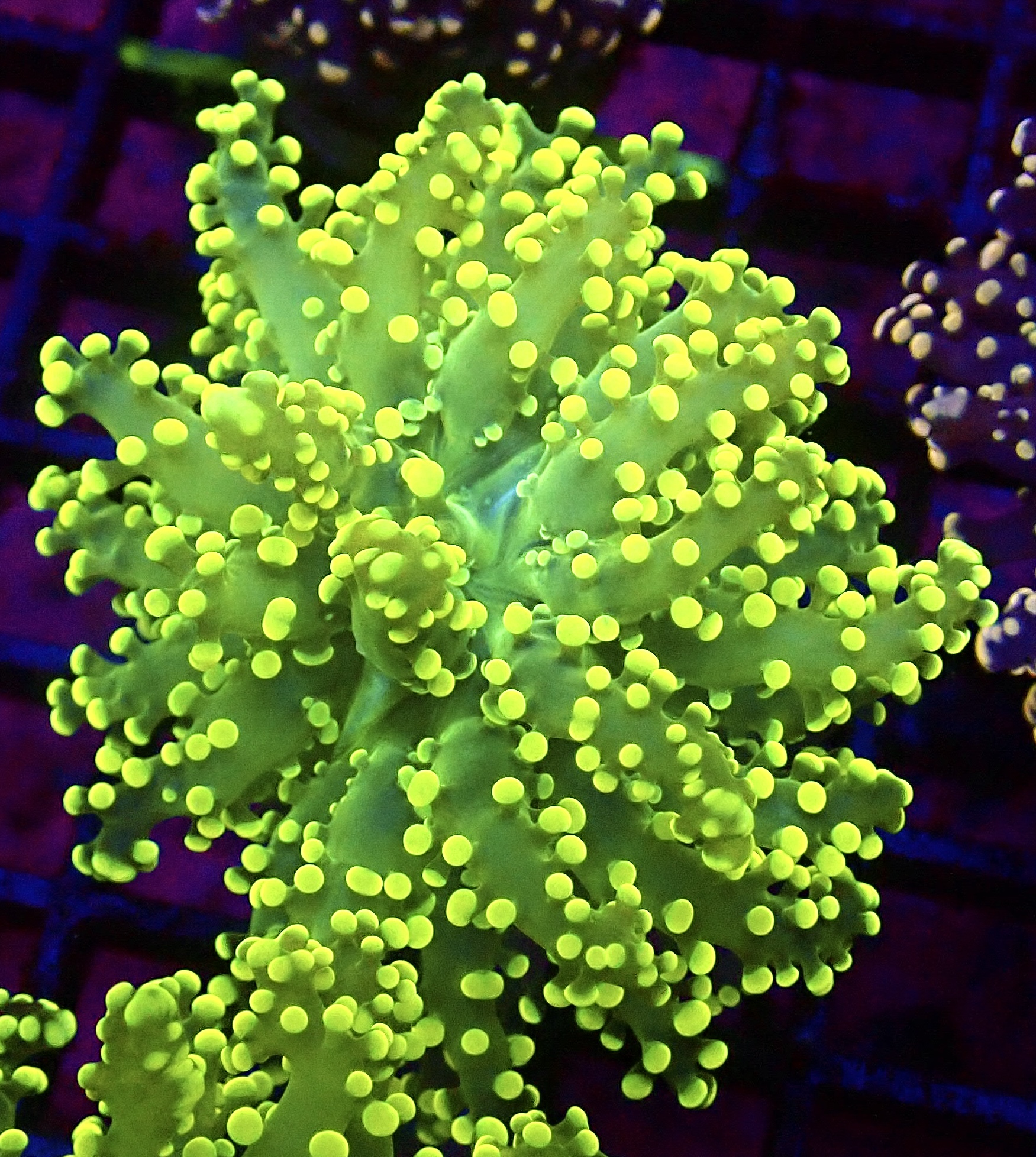 WYSIWYG Lemon Frogspawn 84