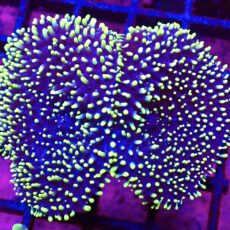 WYSIWYG Lime Tipped Purple Frilly Mushroom Large T2
