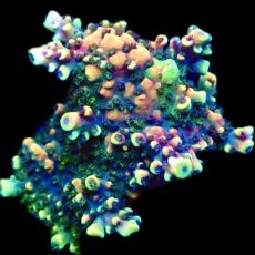 WYSIWYG 19G Pink Cadillac Acropora Small Colony