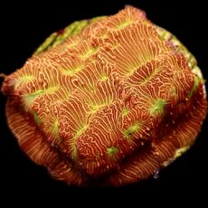 WYSIWYG 10A Jack 'O' Lantern Leptoseris Frag