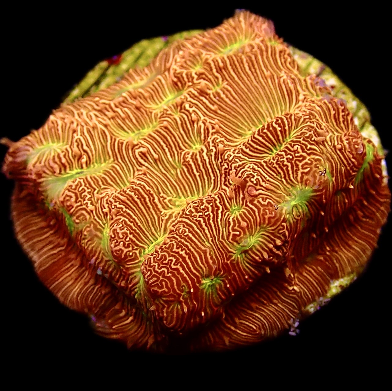 WYSIWYG 10A Jack 'O' Lantern Leptoseris Frag