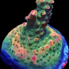 WYSIWYG 23F Rainbow Paletta Acropora