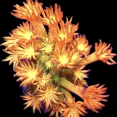 WYSIWYG T2 Amazeballs Goniopora Frag 20+ Polyps