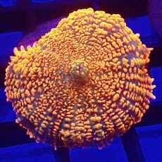 WYSIWYG Ultra Rhodactis Mushroom A40