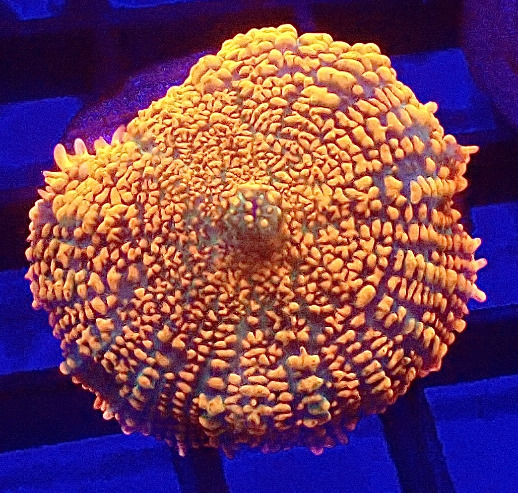 WYSIWYG Ultra Rhodactis Mushroom A40